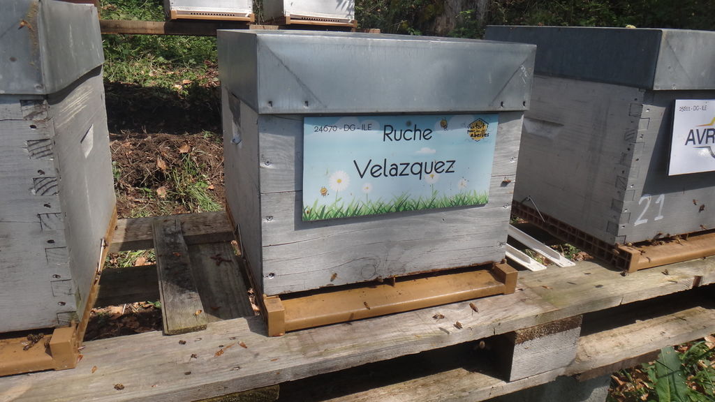 La ruche Velazquez