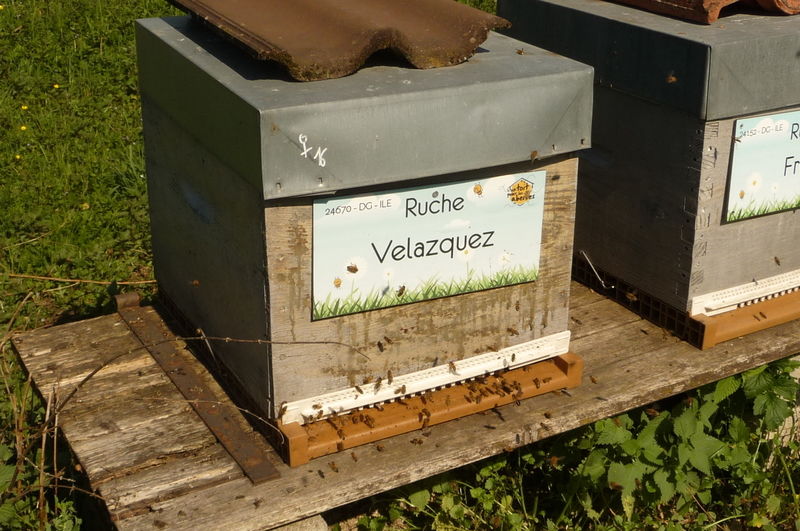 La ruche Velazquez