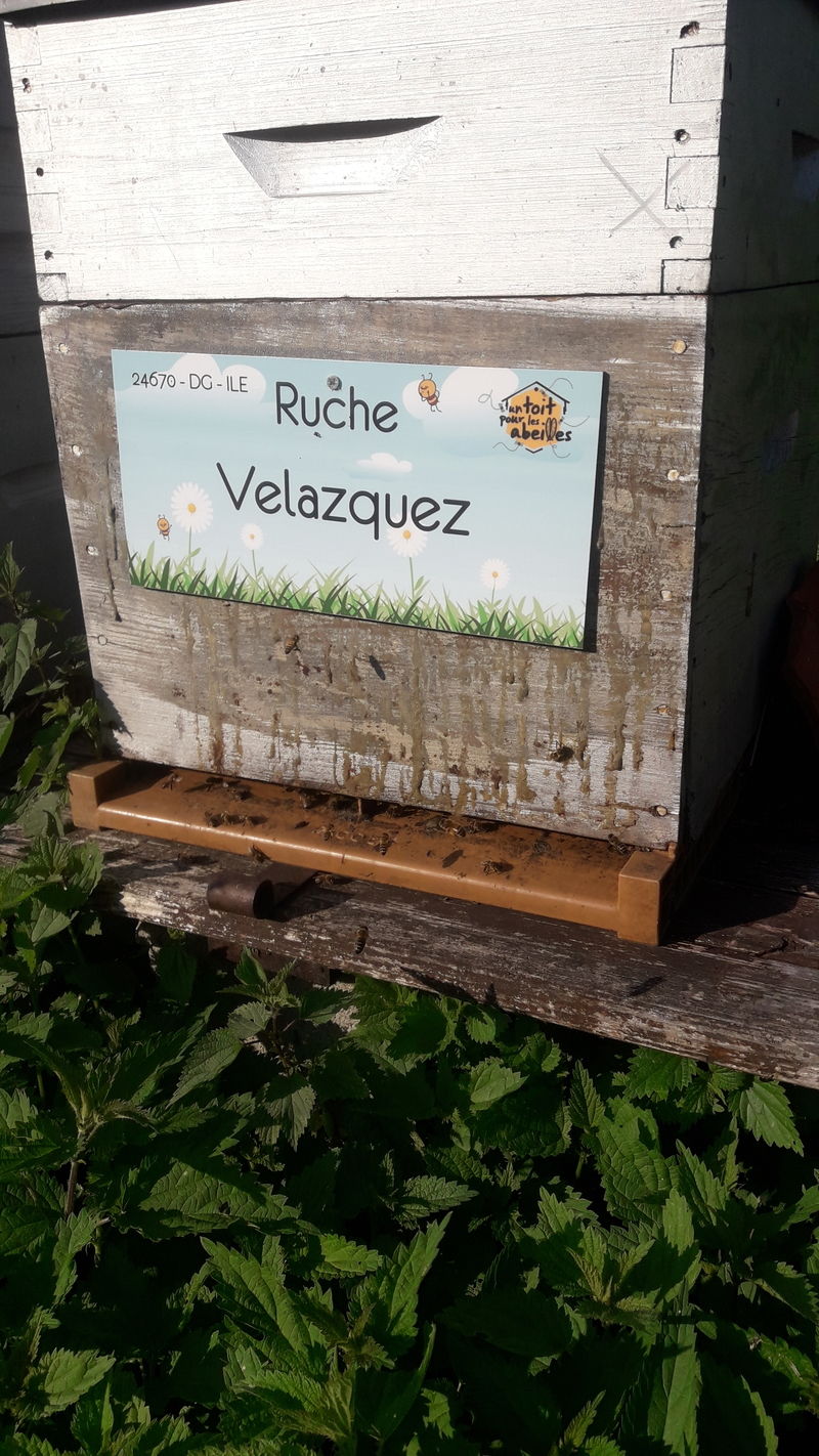 La ruche Velazquez