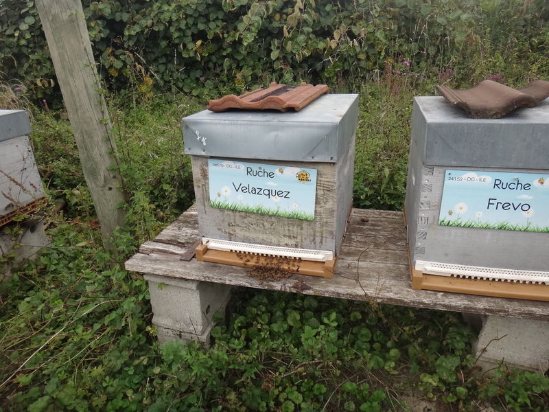 La ruche Velazquez