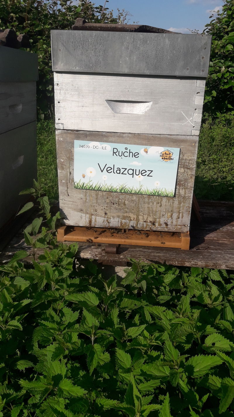 La ruche Velazquez