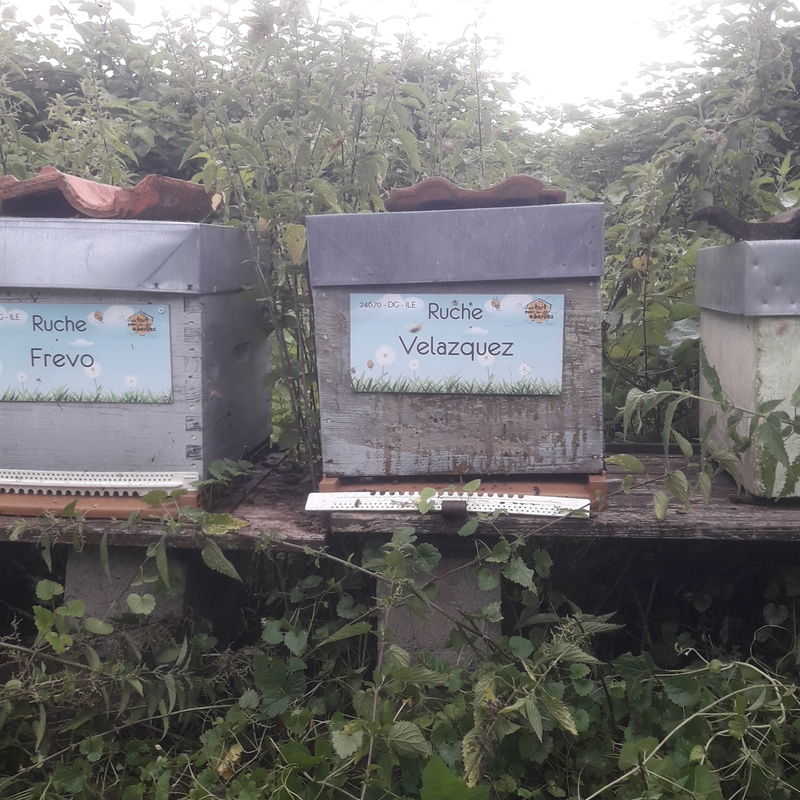 La ruche Velazquez