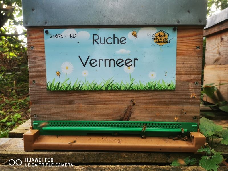 La ruche Vermeer 