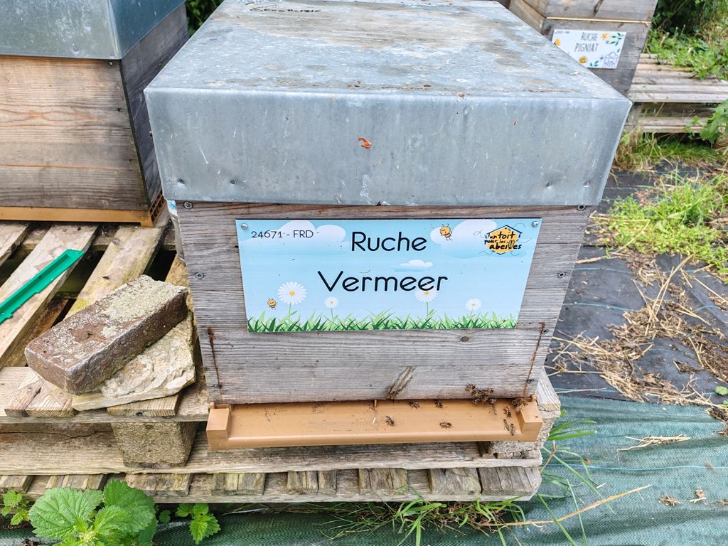La ruche Vermeer 