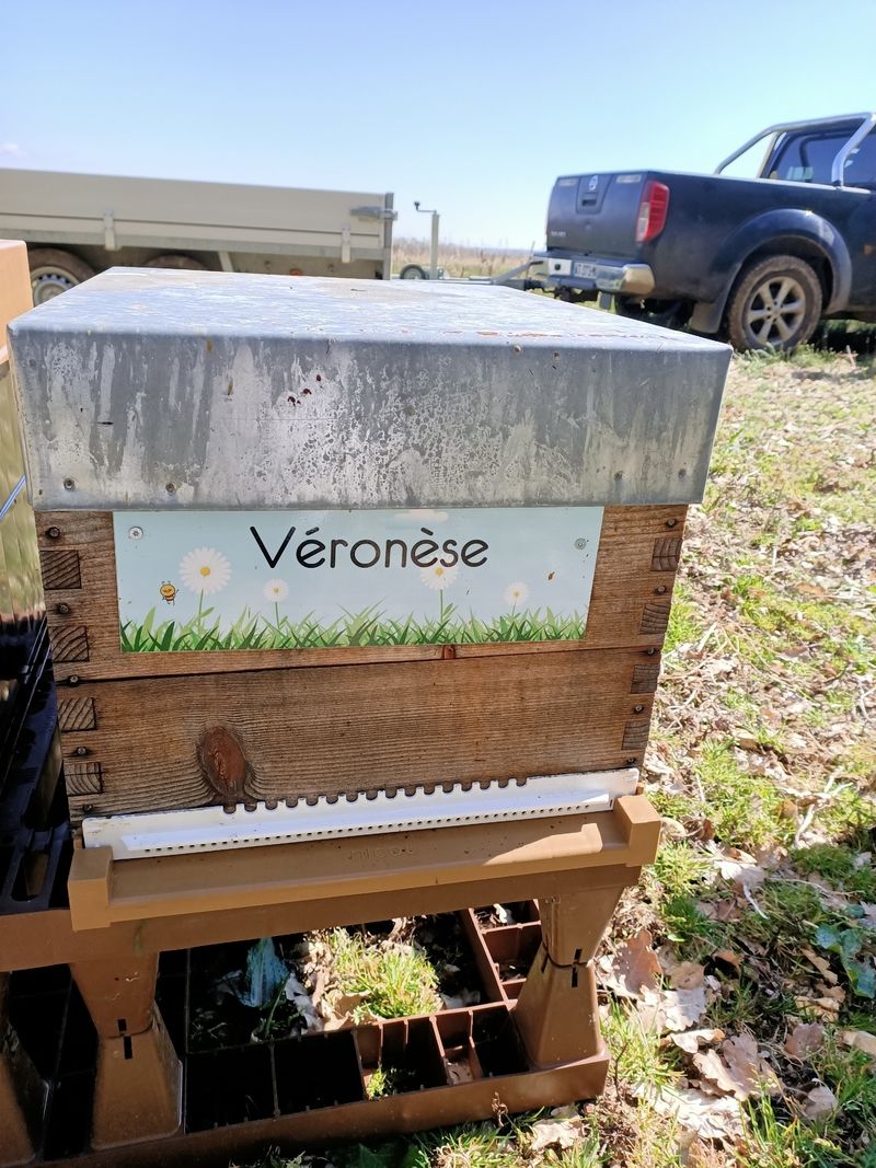 La ruche Véronèse