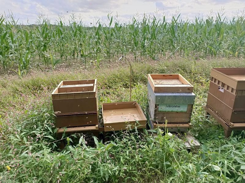 La ruche Véronèse