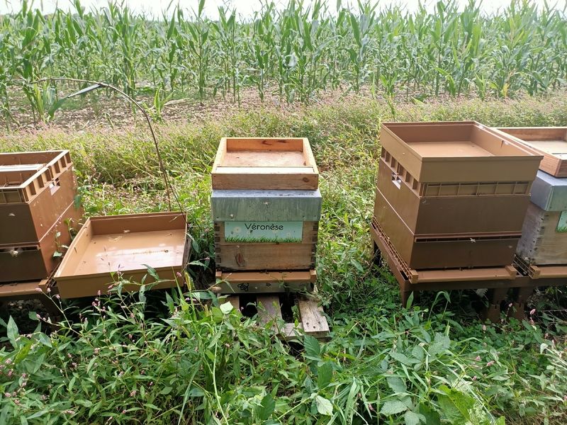 La ruche Véronèse