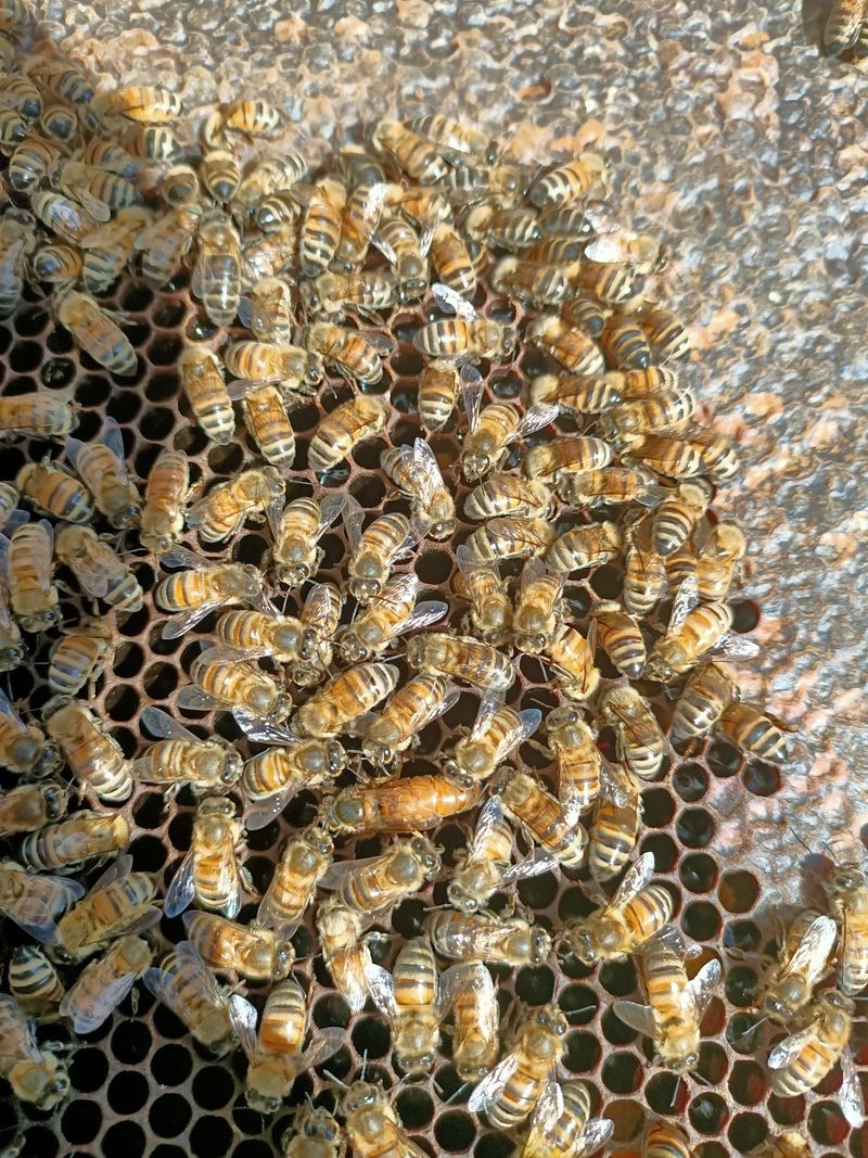 La ruche Véronèse