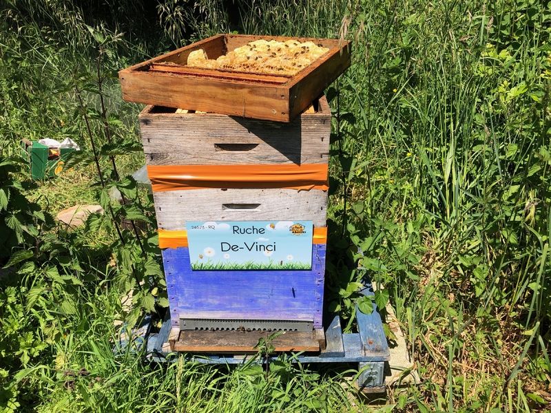 La ruche De-Vinci 