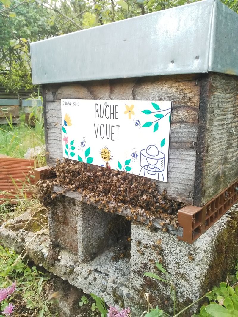 La ruche Vouet