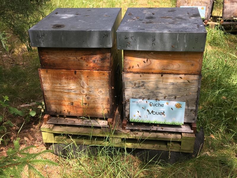 La ruche Vouet