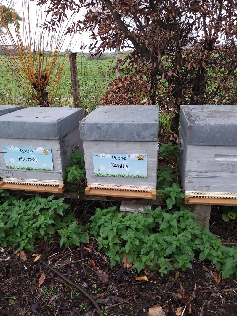 La ruche Wallis