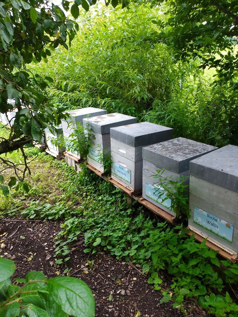 La ruche Wallis