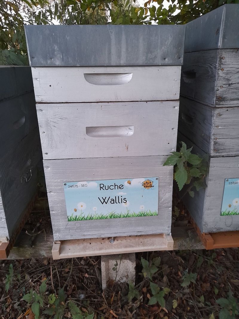 La ruche Wallis