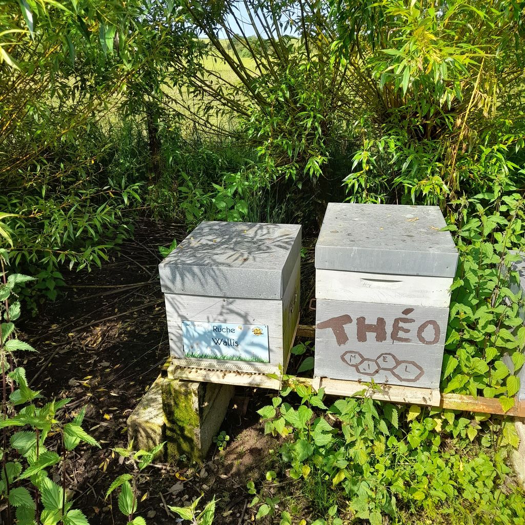 La ruche Wallis
