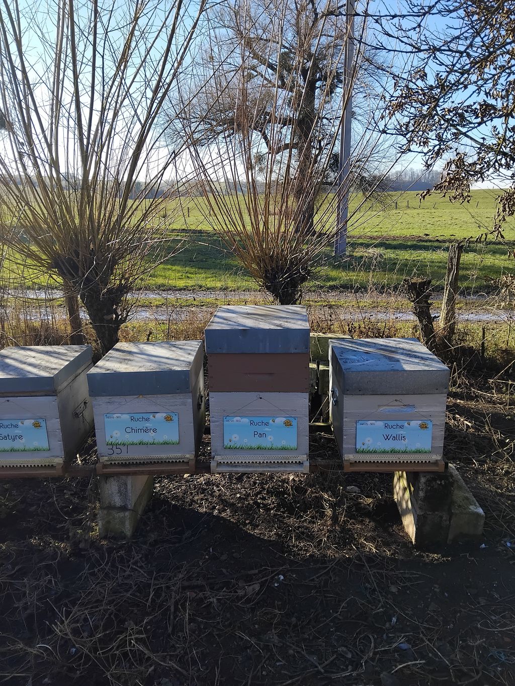 La ruche Wallis