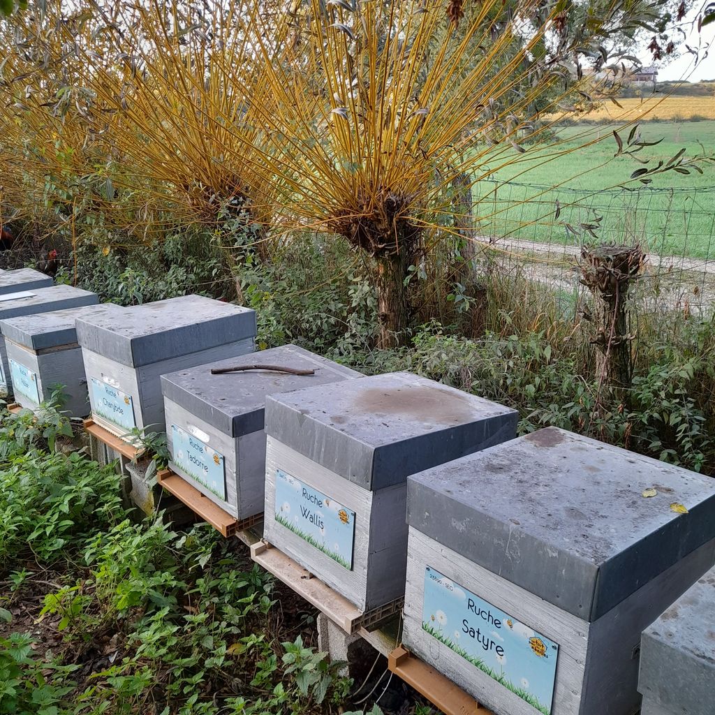 La ruche Wallis