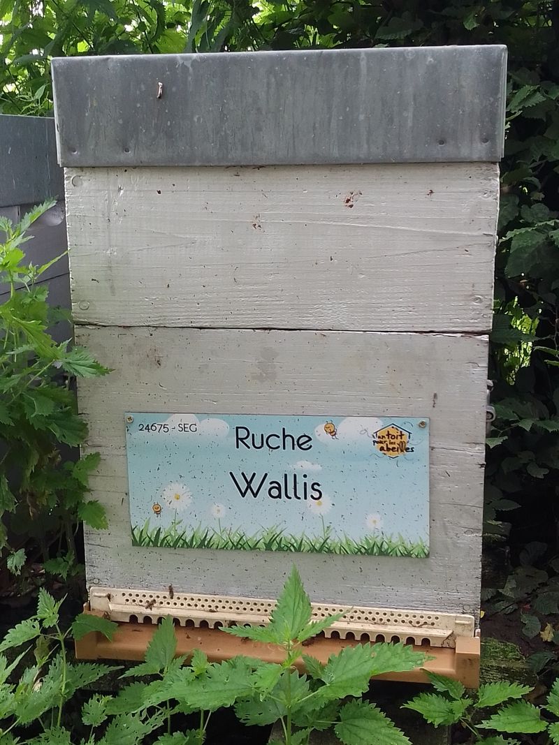 La ruche Wallis