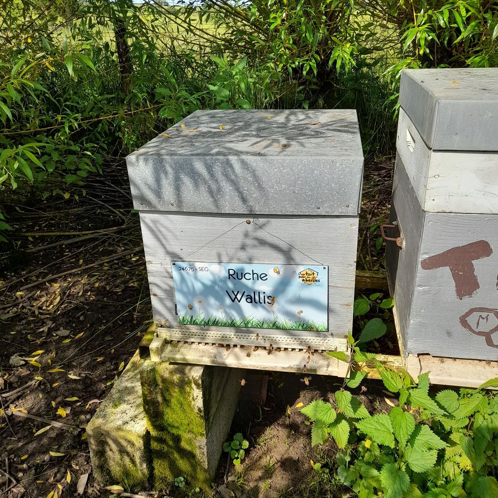 La ruche Wallis