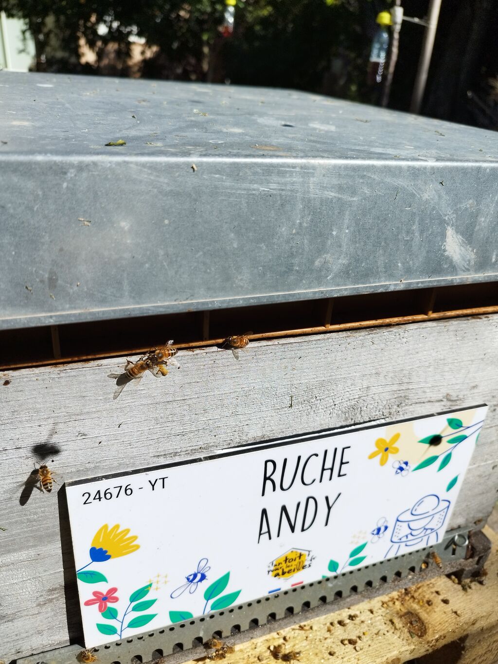 La ruche Andy