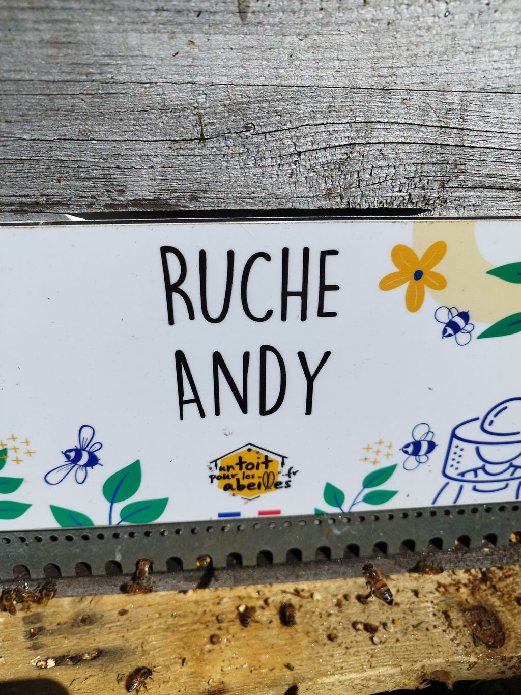 La ruche Andy