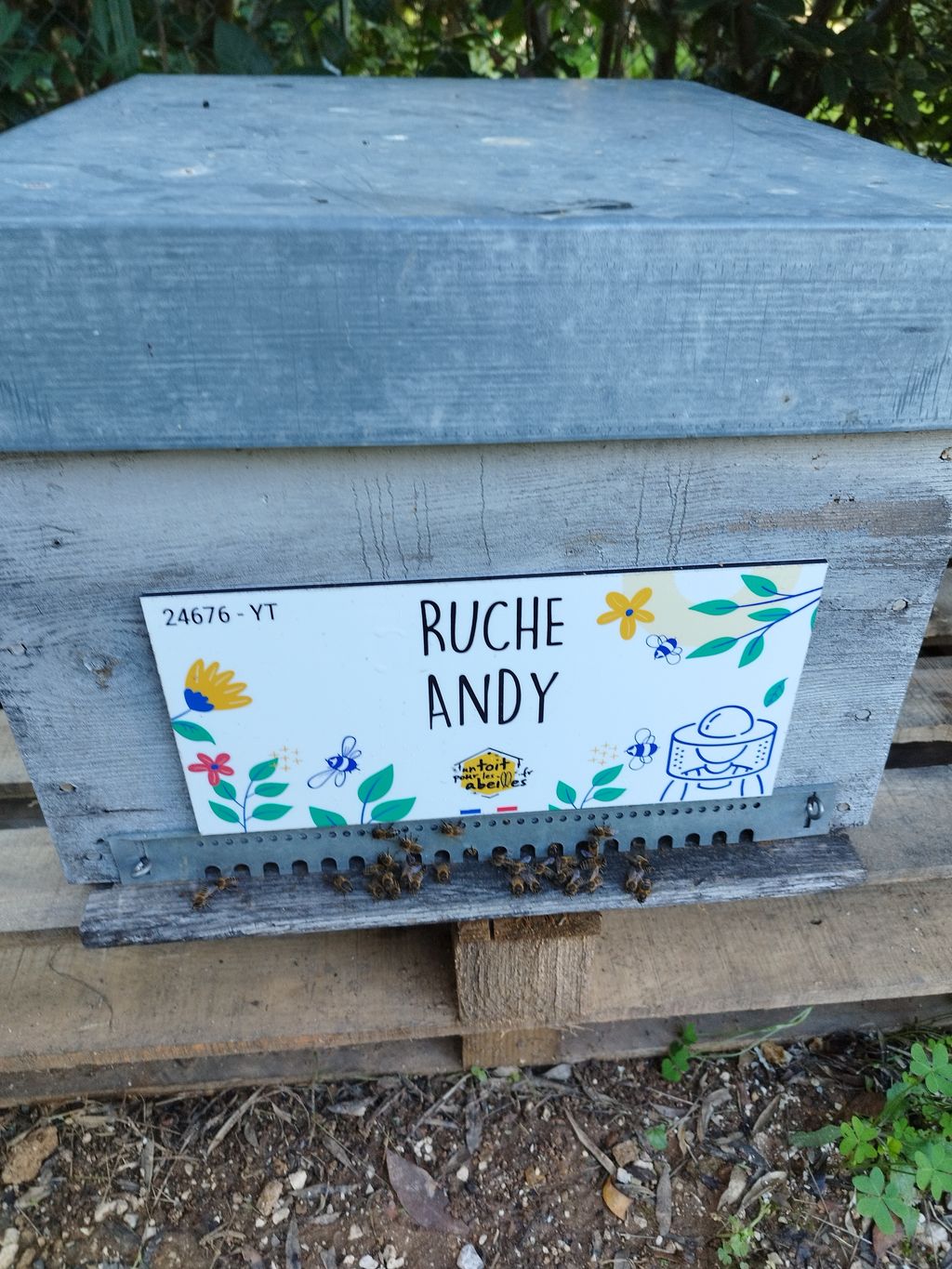 La ruche Andy