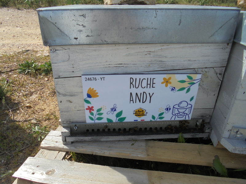 La ruche Andy