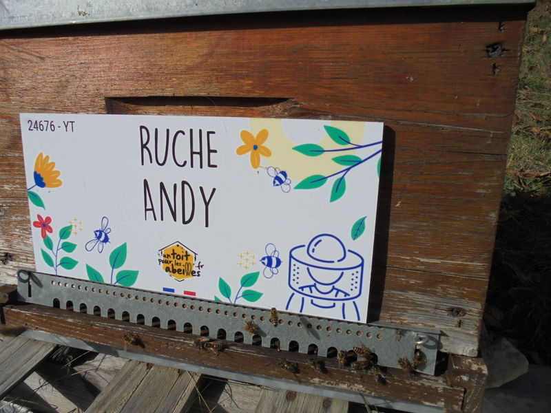 La ruche Andy