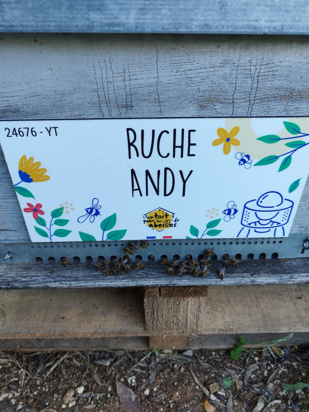 La ruche Andy