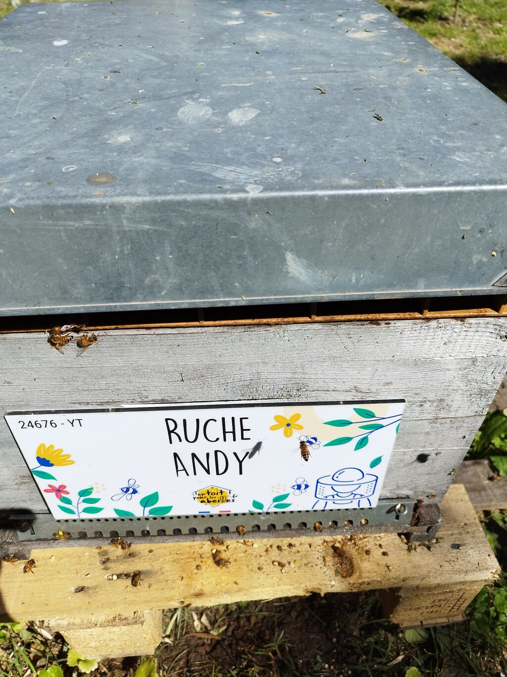 La ruche Andy