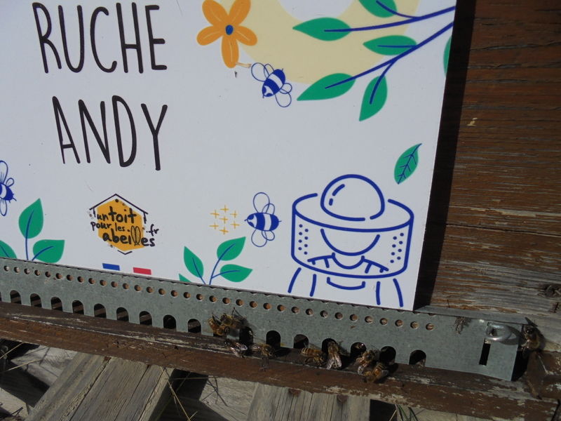 La ruche Andy
