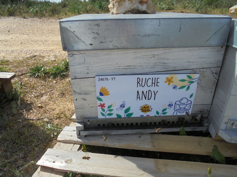 La ruche Andy
