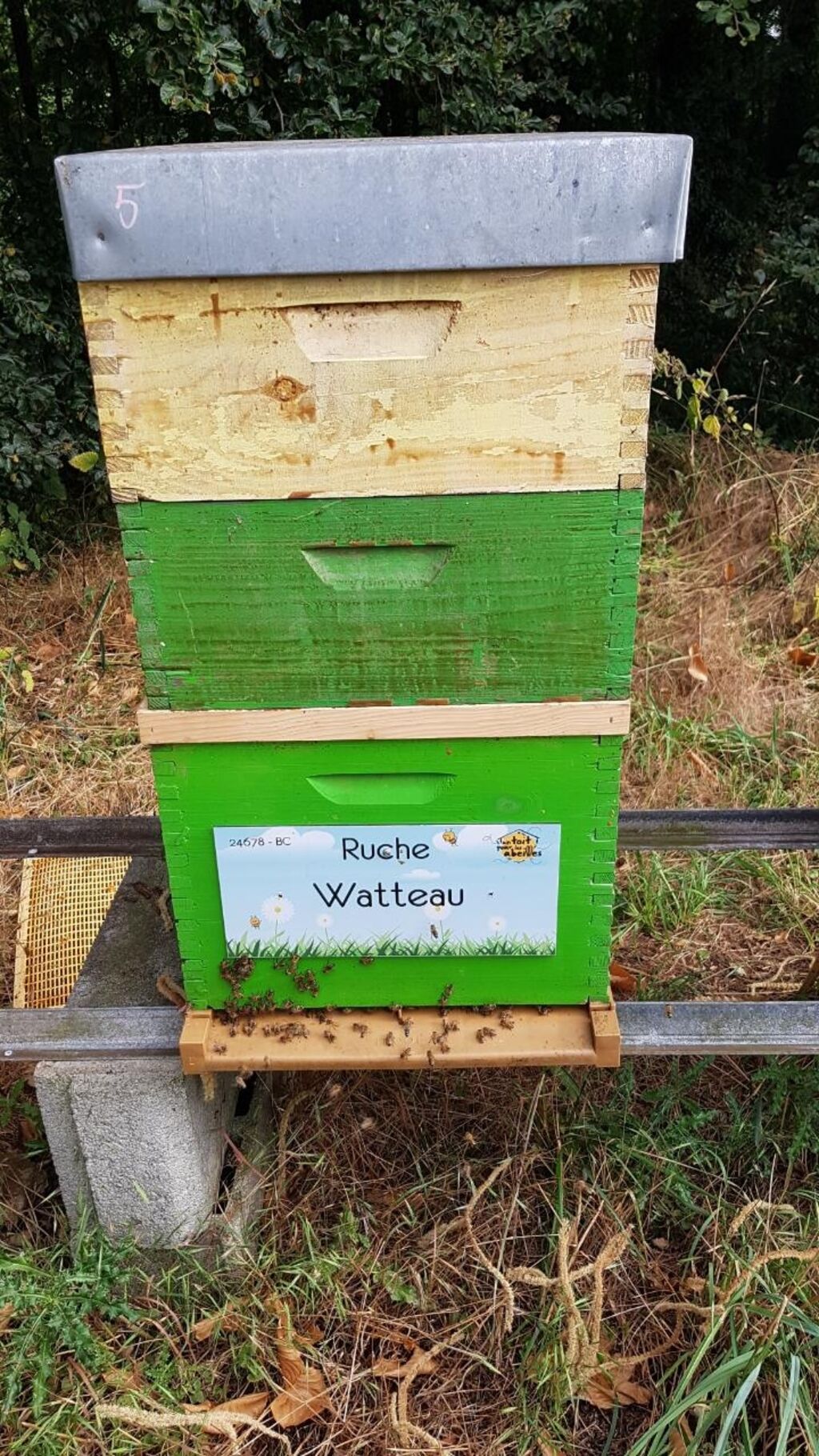 La ruche Watteau
