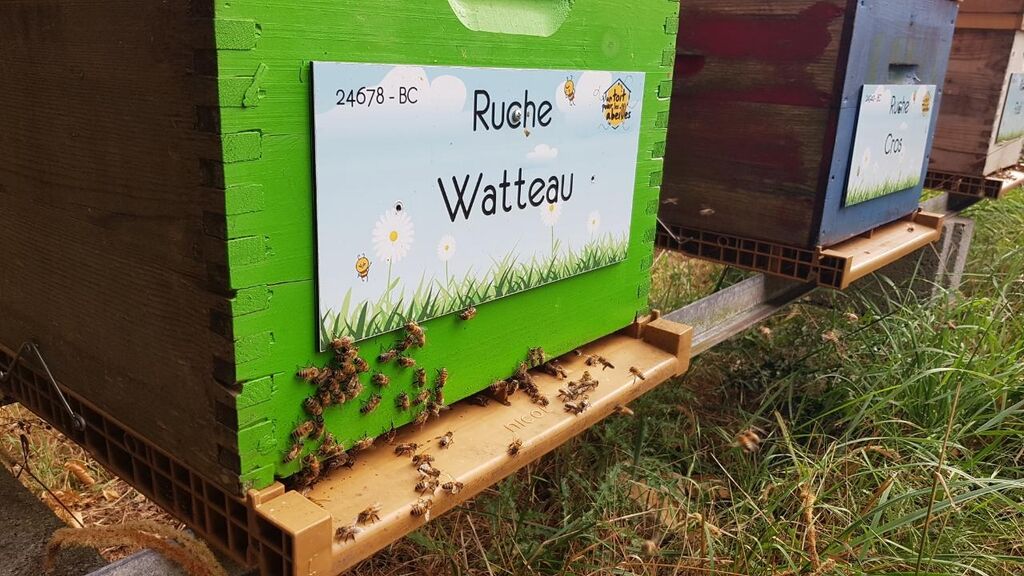 La ruche Watteau