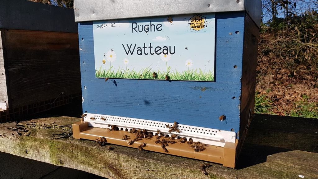 La ruche Watteau