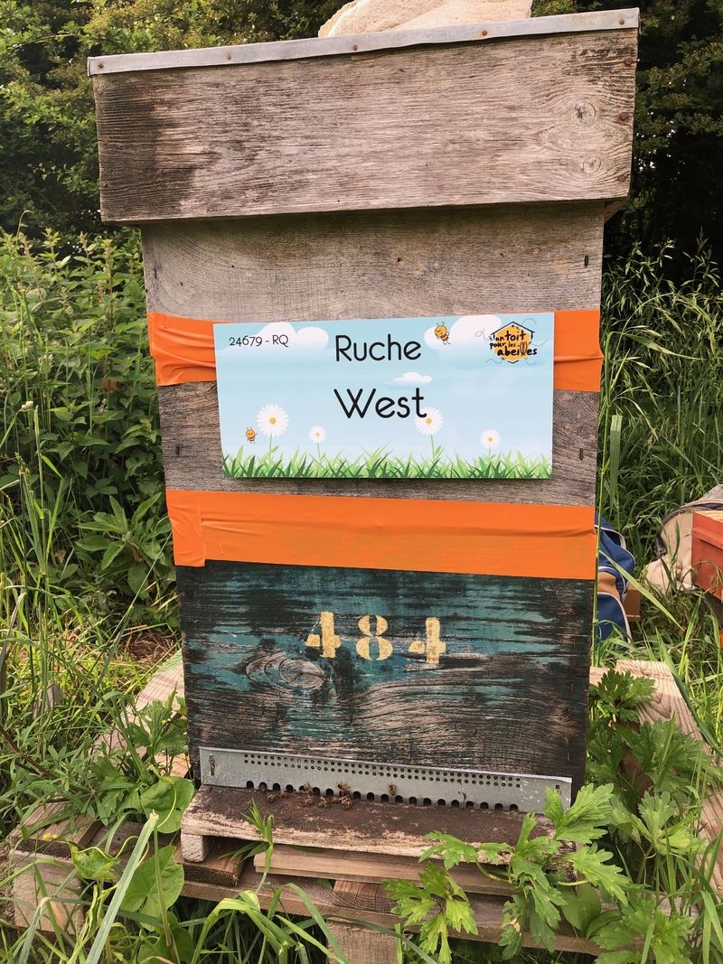 La ruche