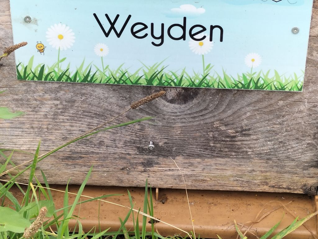 La ruche Weyden
