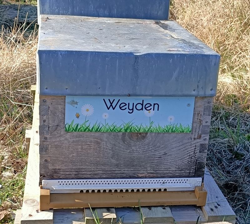 La ruche Weyden