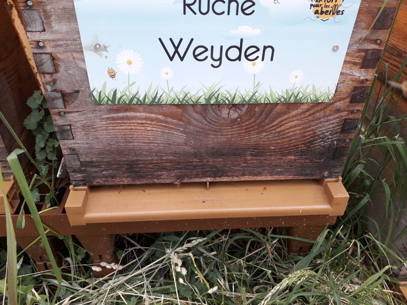La ruche Weyden