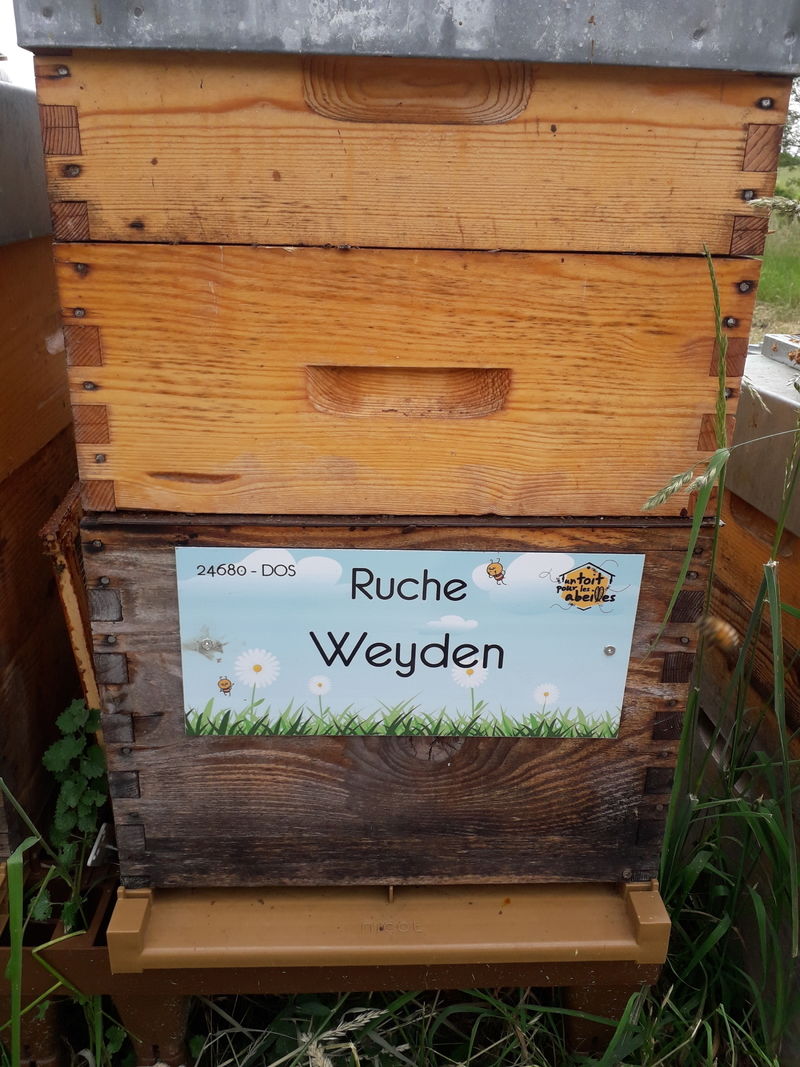 La ruche Weyden