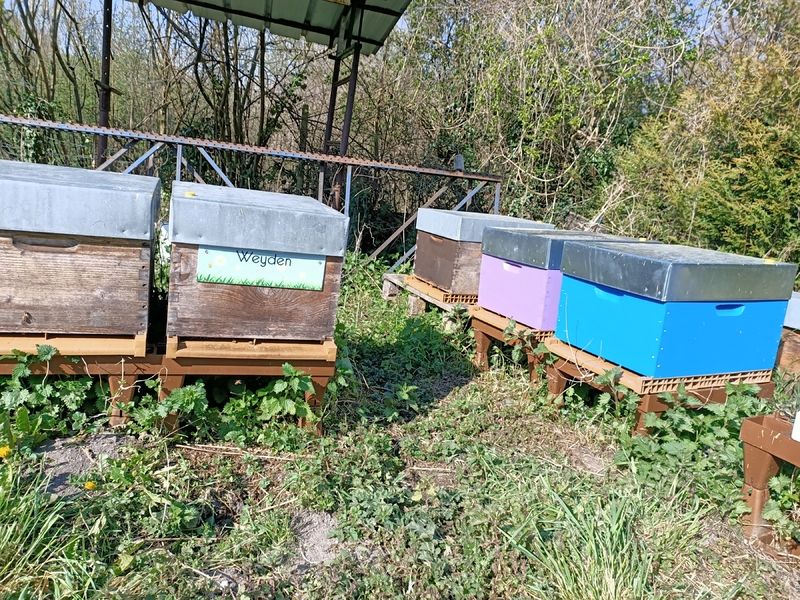 La ruche Weyden