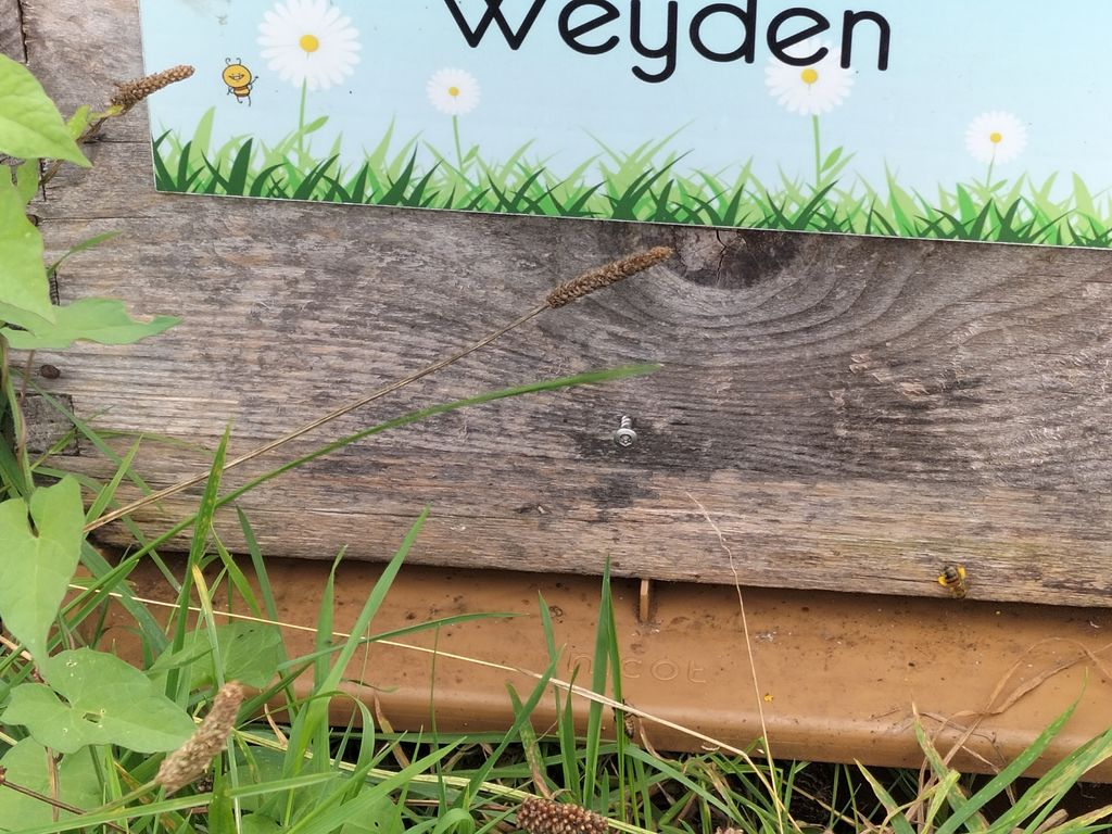 La ruche Weyden