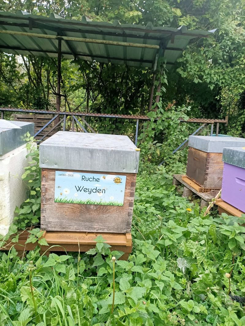 La ruche Weyden