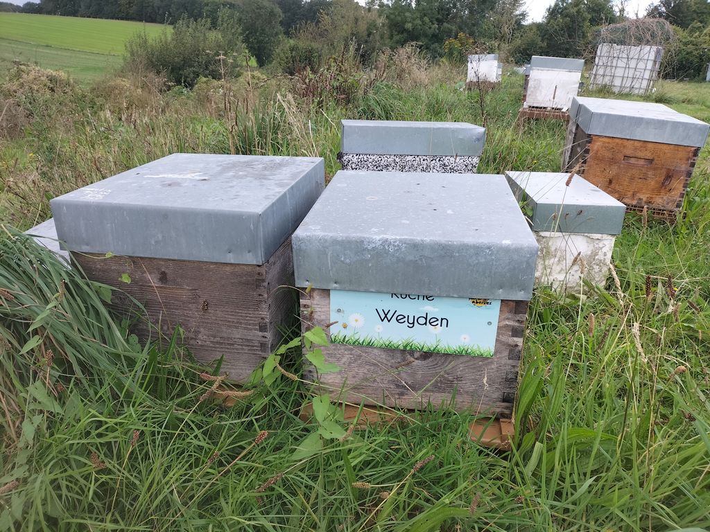 La ruche Weyden