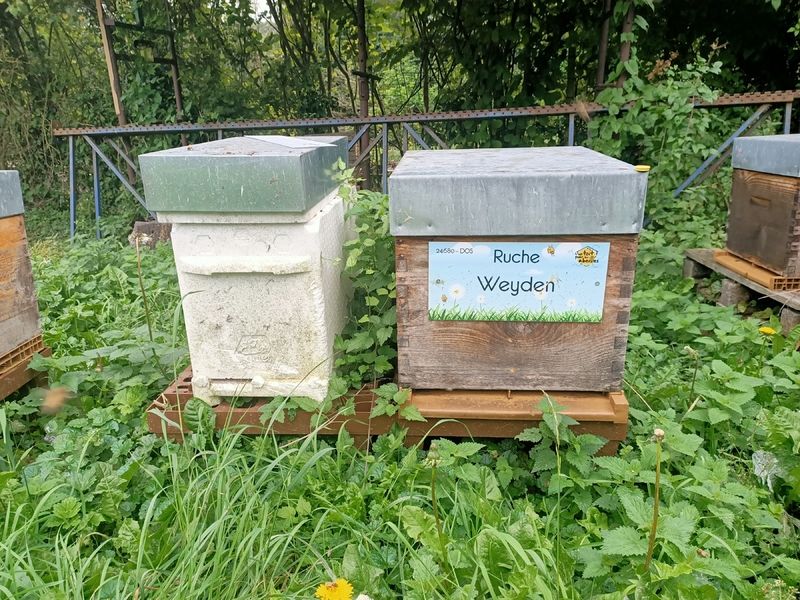 La ruche Weyden