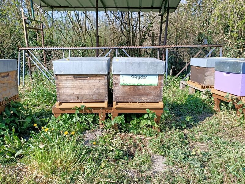La ruche Weyden