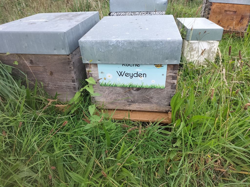 La ruche Weyden