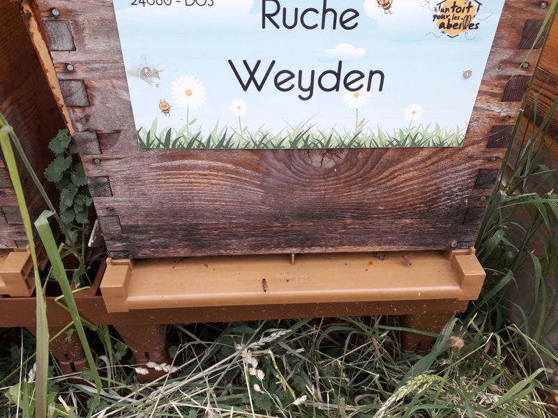 La ruche