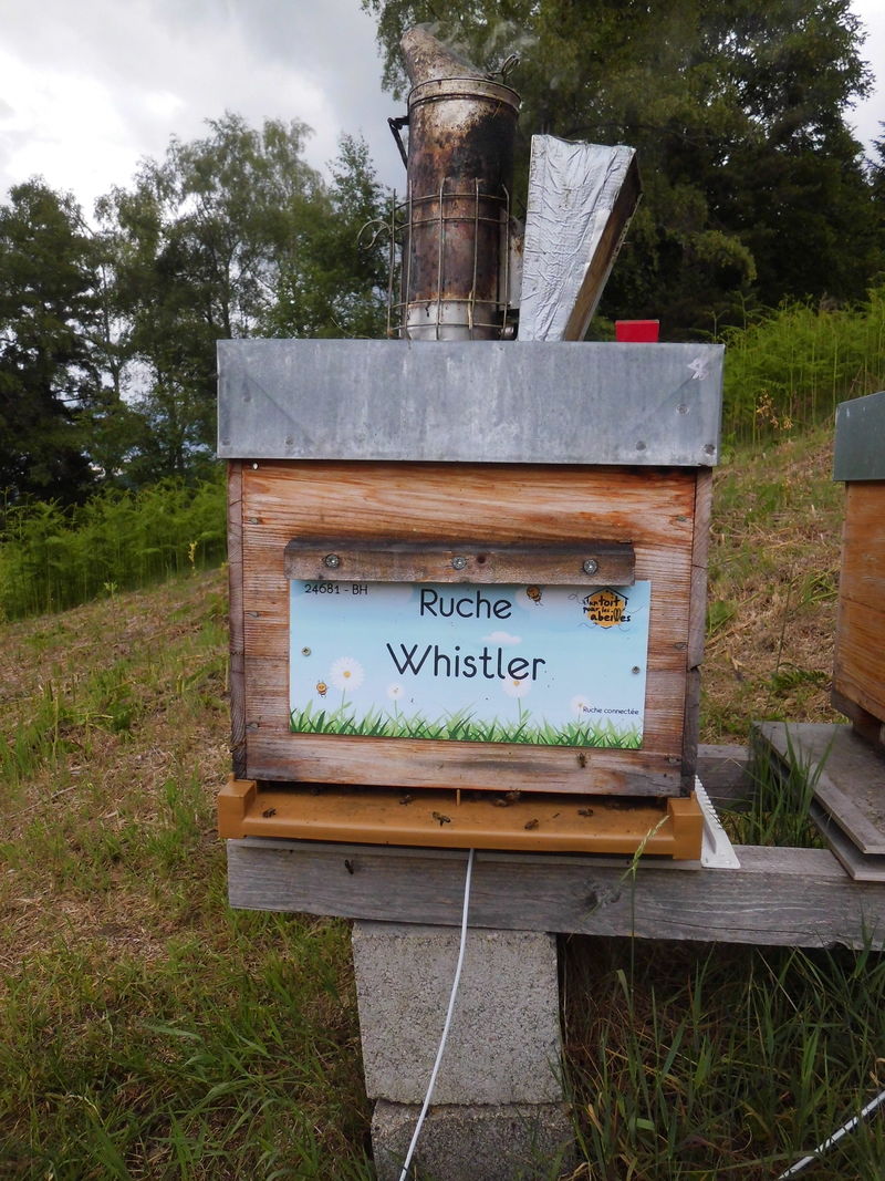 La ruche Whistler