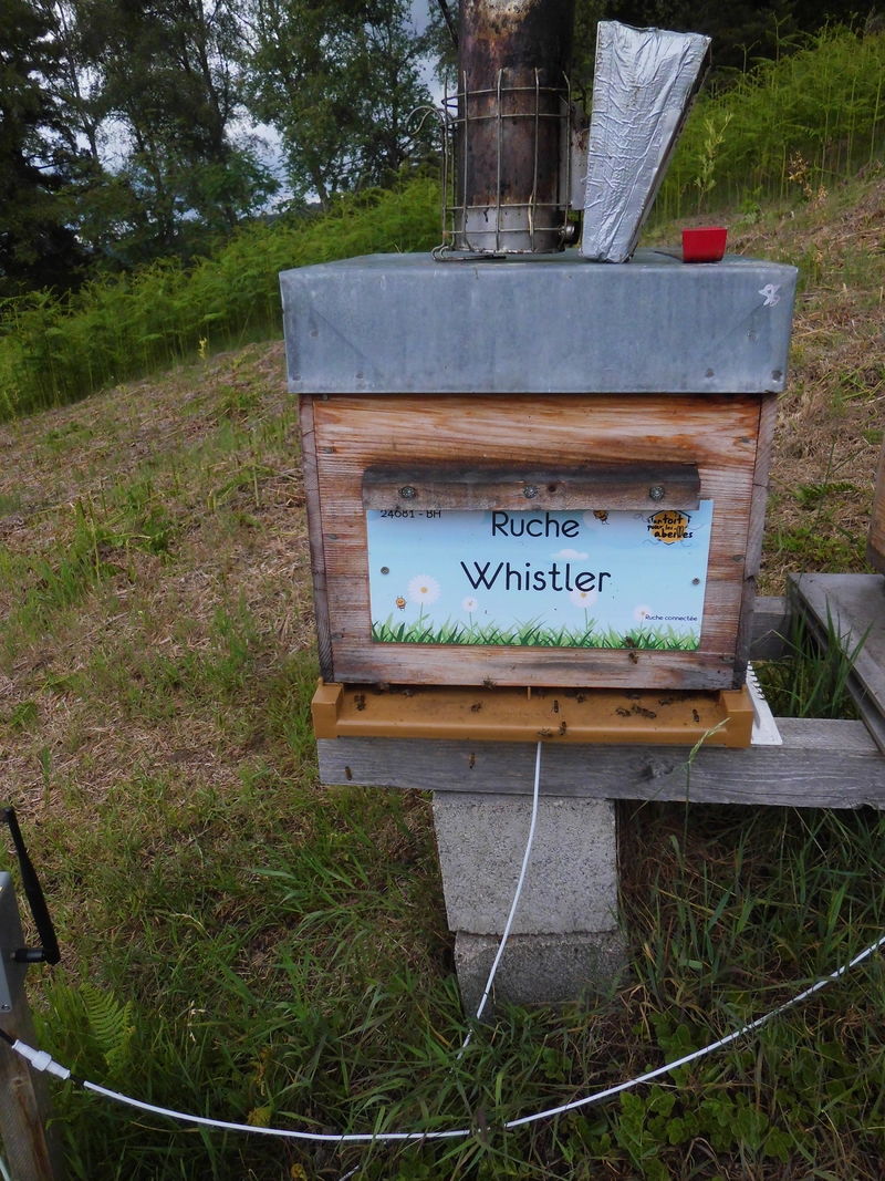 La ruche Whistler